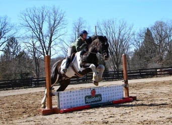 Draft Horse, Gelding, 15 years, Black