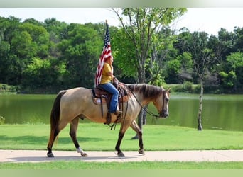 Draft Horse Mix, Gelding, 15 years, Buckskin
