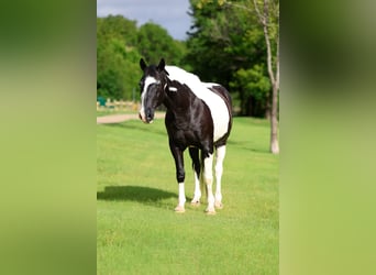 Draft Horse Mix, Gelding, 15 years, Pinto