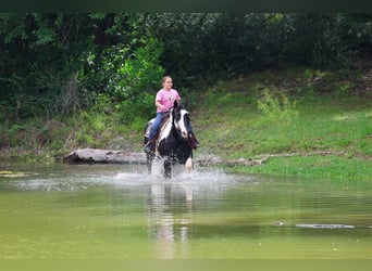 Draft Horse Mix, Gelding, 15 years, Pinto