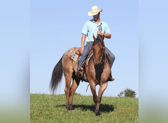 Draft Horse, Gelding, 15 years, Roan-Bay