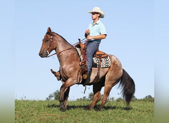 Draft Horse, Gelding, 15 years, Roan-Bay