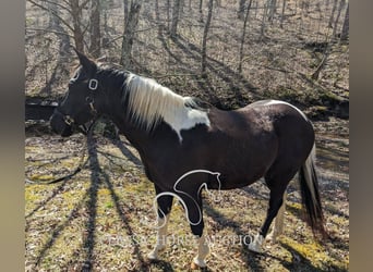 Draft Horse, Gelding, 16 years, 14 hh, Tobiano-all-colors