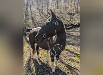 Draft Horse, Gelding, 16 years, 14 hh, Tobiano-all-colors