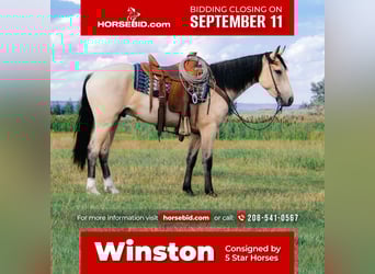 Draft Horse Mix, Gelding, 3 years, 15.1 hh, Buckskin