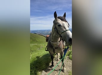 Draft Horse, Gelding, 3 years, 15.1 hh, Grey-Blue-Tan