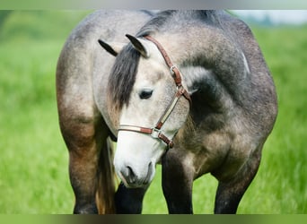 Draft Horse, Gelding, 3 years, 15.1 hh, Grey-Blue-Tan