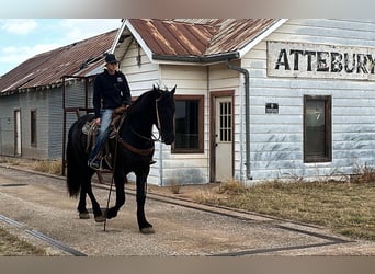 Draft Horse, Gelding, 3 years, 15,2 hh, Black