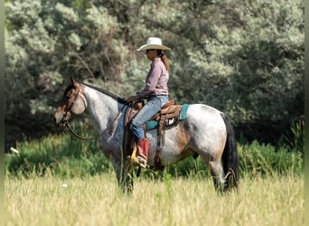 Draft Horse Mix, Gelding, 3 years, 15,3 hh, Roan-Bay