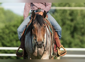 Draft Horse Mix, Gelding, 3 years, 15,3 hh, Roan-Bay