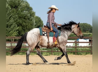 Draft Horse Mix, Gelding, 3 years, 15,3 hh, Roan-Bay