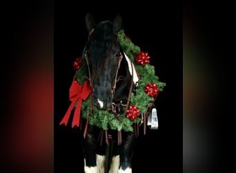 Draft Horse Mix, Gelding, 3 years, 15 hh