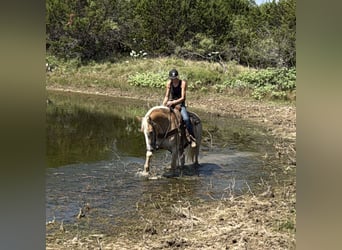 Draft Horse Mix, Gelding, 3 years, 15,1 hh, Sorrel