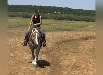 Draft Horse Mix, Gelding, 3 years, 15,1 hh, Sorrel