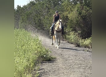 Draft Horse Mix, Gelding, 3 years, 15,1 hh, Sorrel