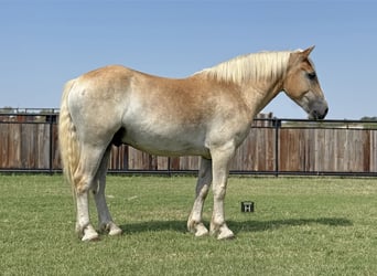 Draft Horse Mix, Gelding, 3 years, 15,1 hh, Sorrel