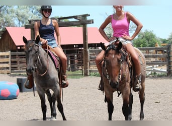 Draft Horse, Gelding, 3 years, 15,2 hh, Roan-Bay