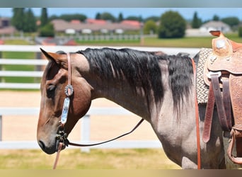 Draft Horse, Gelding, 3 years, 15,2 hh, Roan-Bay