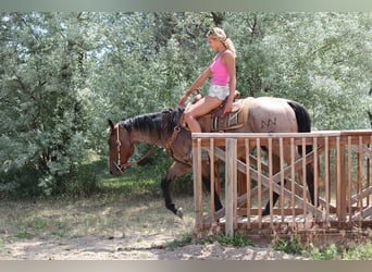 Draft Horse, Gelding, 3 years, 15,2 hh, Roan-Bay