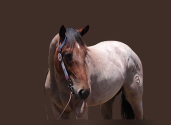 Draft Horse, Gelding, 3 years, 15,2 hh, Roan-Bay