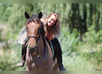 Draft Horse, Gelding, 3 years, 15,2 hh, Roan-Bay