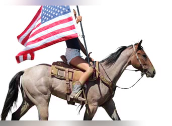 Draft Horse, Gelding, 3 years, 15,2 hh, Roan-Bay