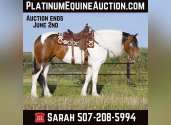 Draft Horse, Gelding, 3 years, 16.1 hh, Tobiano-all-colors