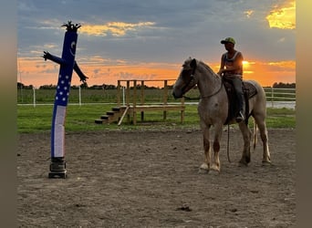 Draft Horse, Gelding, 3 years, 16.3 hh, Roan-Red