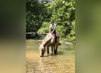 Draft Horse, Gelding, 3 years, 16.3 hh, Roan-Red