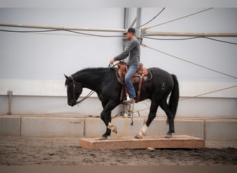 Draft Horse Mix, Gelding, 3 years, 16 hh, Black