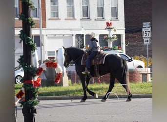 Draft Horse, Gelding, 3 years, 16 hh, Black