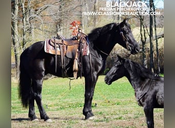 Draft Horse, Gelding, 3 years, 16 hh, Black