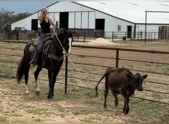 Draft Horse Mix, Gelding, 3 years, 16,1 hh, Black