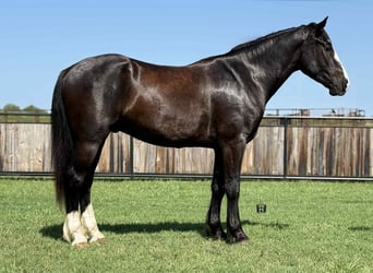 Draft Horse, Gelding, 3 years, 16,1 hh, Black