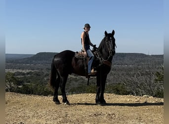 Draft Horse, Gelding, 3 years, 16,3 hh, Black