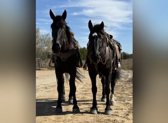 Draft Horse, Gelding, 3 years, 17.1 hh, Black