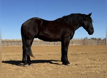 Draft Horse, Gelding, 3 years, 17.2 hh, Black