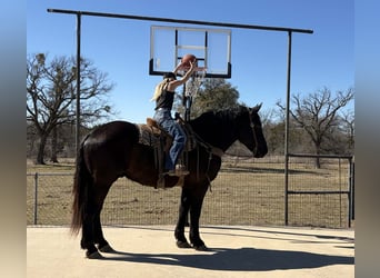 Draft Horse, Gelding, 3 years, 17.2 hh, Black