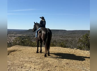 Draft Horse, Gelding, 3 years, 17.2 hh, Black