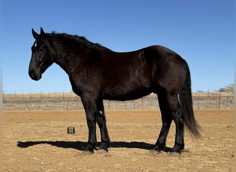 Draft Horse, Gelding, 3 years, 17.2 hh, Black