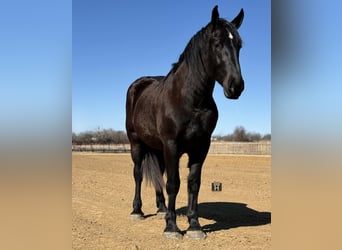 Draft Horse, Gelding, 3 years, 17.2 hh, Black