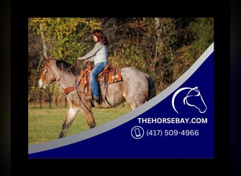 Draft Horse, Gelding, 3 years, 17.2 hh, Roan-Bay