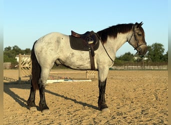 Draft Horse Mix, Gelding, 3 years, 17 hh, Roan-Blue