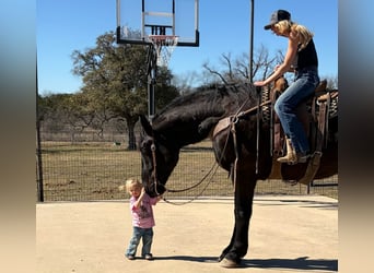 Draft Horse, Gelding, 3 years, 17,2 hh, Black