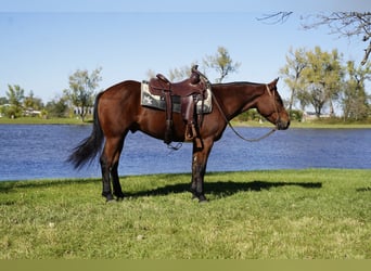 Draft Horse Mix, Gelding, 3 years, Bay