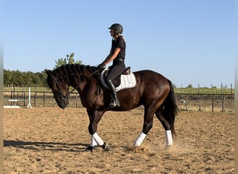 Draft Horse Mix, Gelding, 3 years, Black