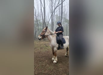 Draft Horse, Gelding, 3 years, Grey-Red-Tan