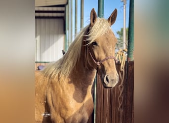 Draft Horse Mix, Gelding, 3 years, Palomino