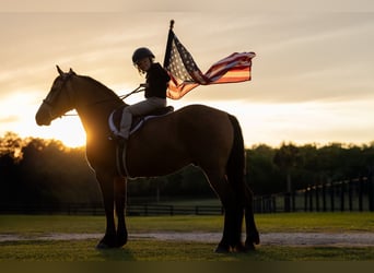 Draft Horse Mix, Gelding, 4 years, 14.3 hh, Buckskin