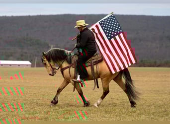 Draft Horse Mix, Gelding, 4 years, 14.3 hh, Buckskin